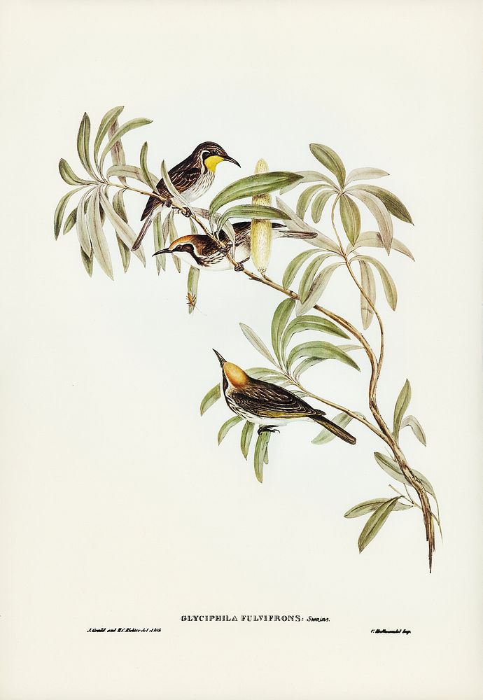 Fulvous-fronted Honey-eater (Glyciphila fulvifrons)) illustrated by Elizabeth Gould (1804&ndash;1841) for John Gould&rsquo;s…