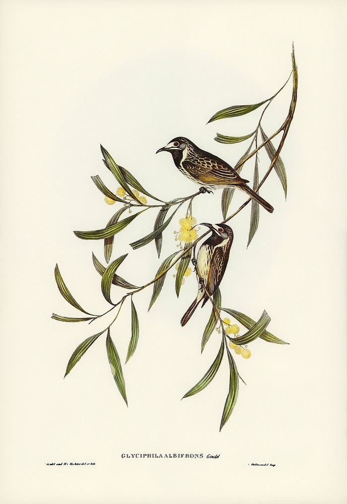 White-fronted Honey-eater (Glyciphila albifrons) illustrated by Elizabeth Gould (1804&ndash;1841) for John Gould&rsquo;s…