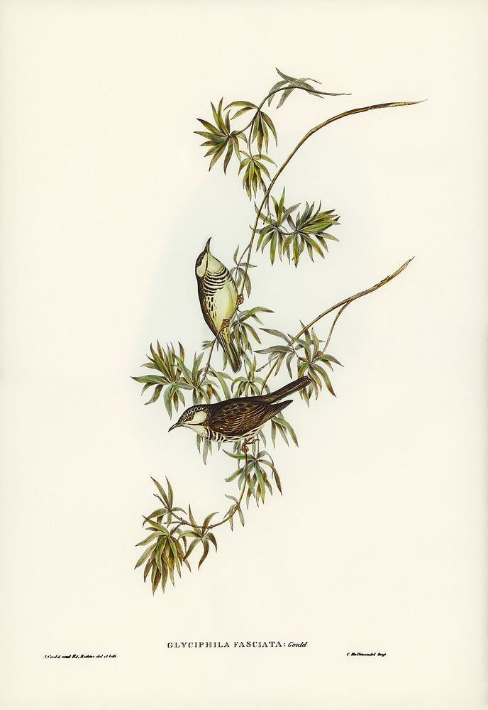 Fasciated Honey-eater (Glyciphila fasciata) illustrated by Elizabeth Gould (1804&ndash;1841) for John Gould&rsquo;s (1804…
