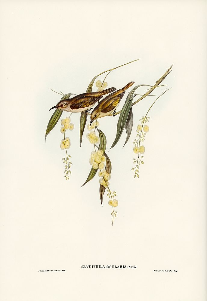 Brown Honey-eater (Glyciphila ocularis) illustrated by Elizabeth Gould (1804&ndash;1841) for John Gould&rsquo;s (1804-1881)…