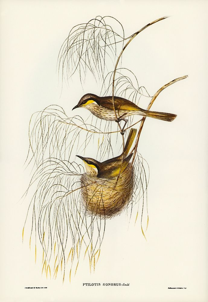 Singing Honey-eater (Ptilotis sonorus) illustrated by Elizabeth Gould (1804&ndash;1841) for John Gould&rsquo;s (1804-1881)…