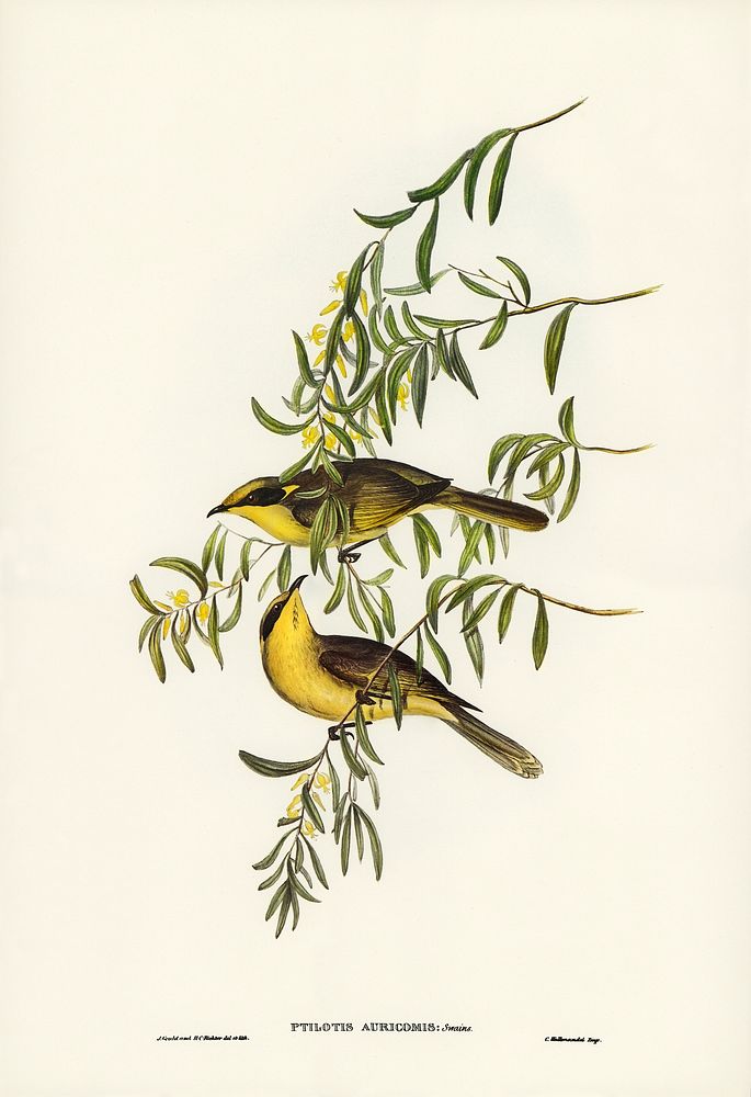 Yellow-tufted Honey-eater (Ptilotis auricomis) illustrated by Elizabeth Gould (1804&ndash;1841) for John Gould&rsquo;s (1804…