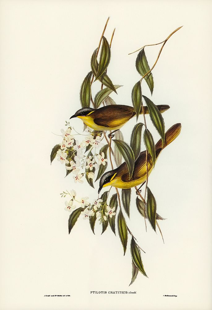 Wattle-cheeked Honey-eater (Ptilotis cratitius) illustrated by Elizabeth Gould (1804&ndash;1841) for John Gould&rsquo;s…
