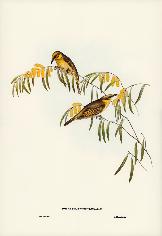 Plumed Honey-eater (Ptilotis plumulus) illustrated by Elizabeth Gould (1804&ndash;1841) for John Gould&rsquo;s (1804-1881)…