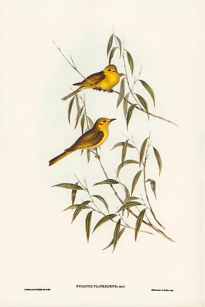 Yellow-tinted Honey-eater (Ptilotis flavescens) illustrated by Elizabeth Gould (1804&ndash;1841) for John Gould&rsquo;s…