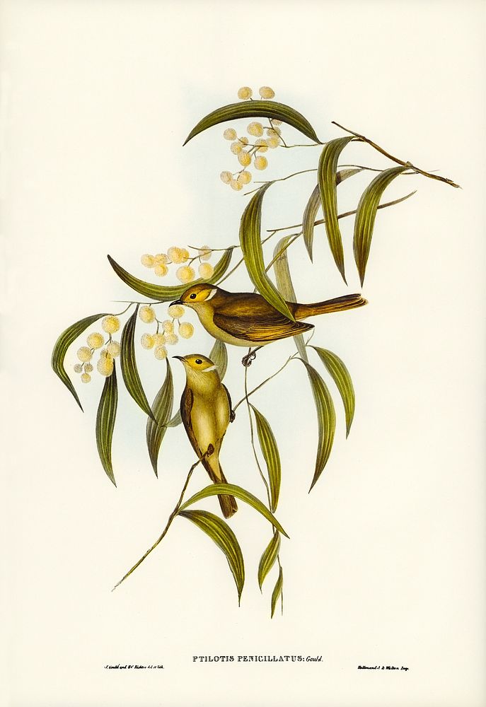 White-plumed Honey-eater (Ptilotis penicillatus) illustrated by Elizabeth Gould (1804&ndash;1841) for John Gould&rsquo;s…
