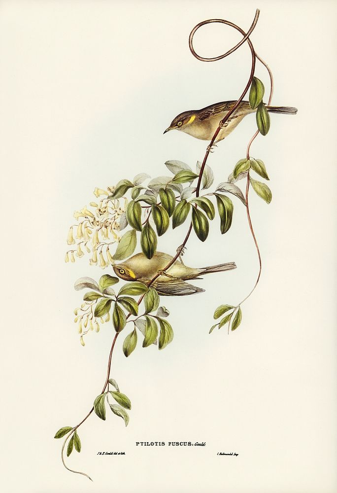 Fuscous Honey-eater (Ptilotis fusca) illustrated by Elizabeth Gould (1804&ndash;1841) for John Gould&rsquo;s (1804-1881)…