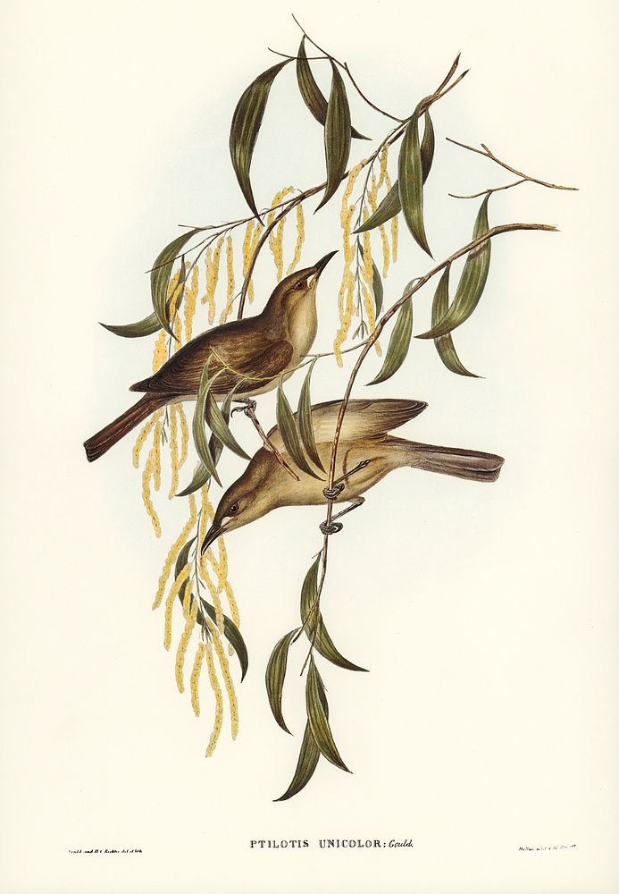 Uniform Honey-eater (Ptilotis unicolor) illustrated by Elizabeth Gould (1804&ndash;1841) for John Gould&rsquo;s (1804-1881)…