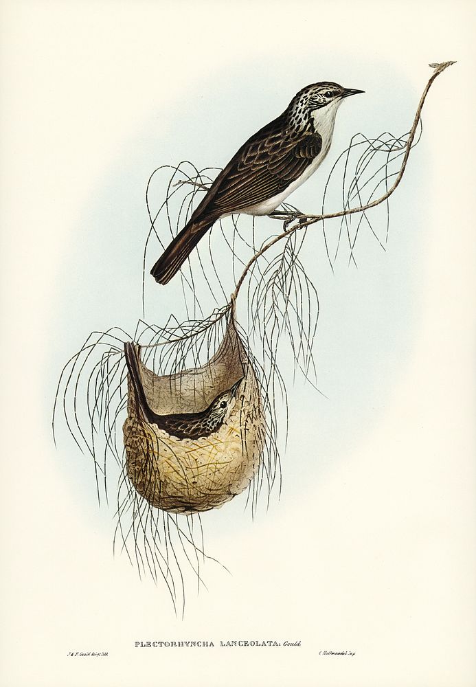 Lanceolate Honey-eater (Plectorhyncha lanceolata) illustrated by Elizabeth Gould (1804&ndash;1841) for John Gould&rsquo;s…