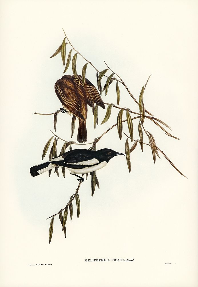 Pied Honey-eater (Melicophila picata) illustrated by Elizabeth Gould (1804&ndash;1841) for John Gould&rsquo;s (1804-1881)…