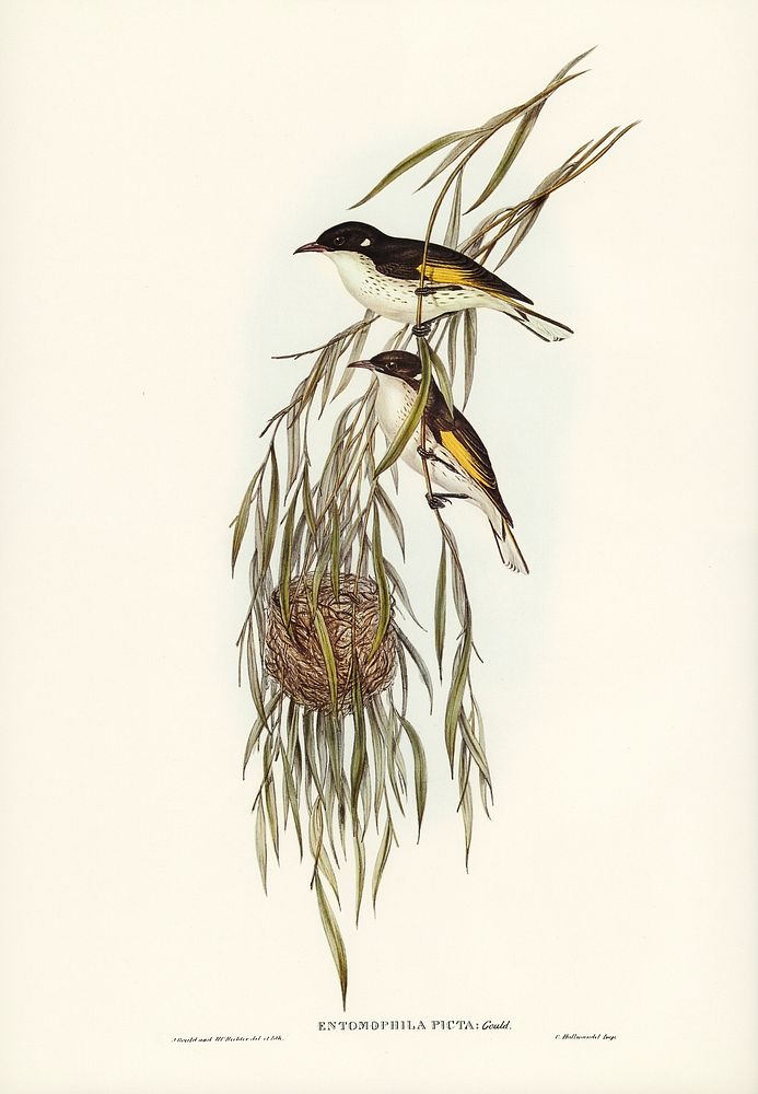 Painted Honey-eater (Entomophila picta) illustrated by Elizabeth Gould (1804&ndash;1841) for John Gould&rsquo;s (1804-1881)…