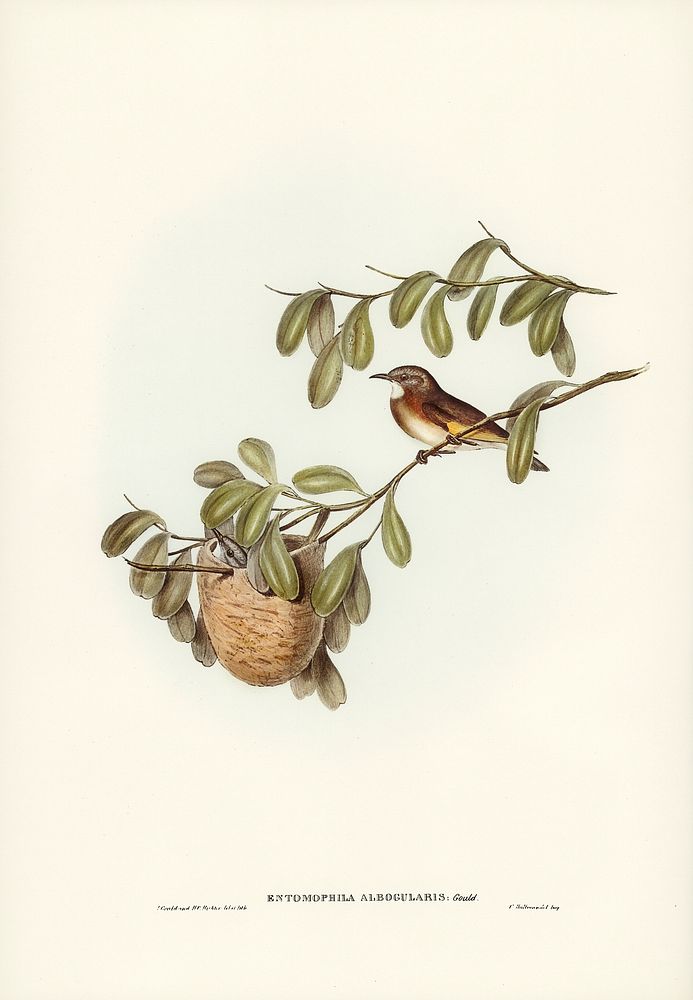 White-throated Honey-eater (Entomophila albogularis) illustrated by Elizabeth Gould (1804&ndash;1841) for John Gould&rsquo;s…