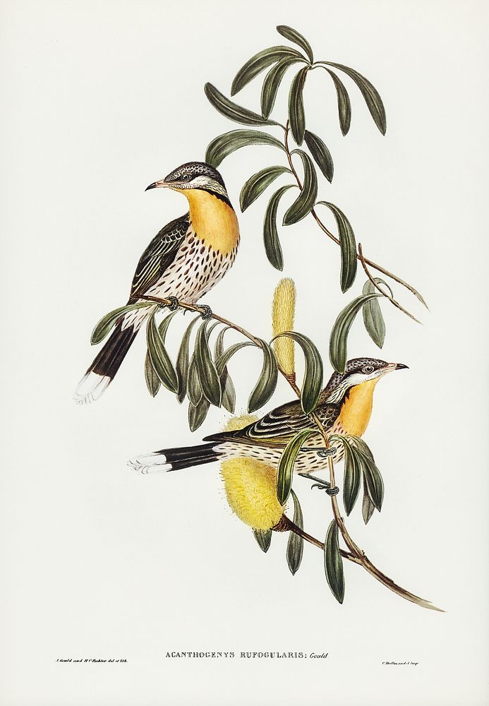 Spiny-cheeked Honey-eater (Acanthogenys rufogularis) illustrated by Elizabeth Gould (1804&ndash;1841) for John Gould&rsquo;s…