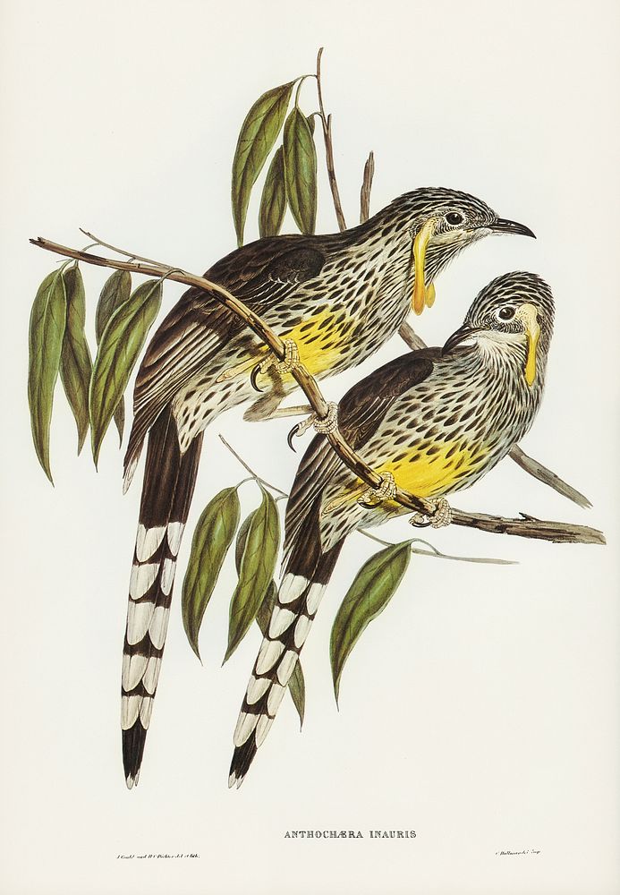 Graeat Wattled Honey-eater (Anthochaera inauris) illustrated by Elizabeth Gould (1804&ndash;1841) for John Gould&rsquo;s…