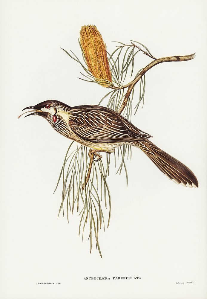 Wattled Honey-eater (Anthochaera carunculata) illustrated by Elizabeth Gould (1804&ndash;1841) for John Gould&rsquo;s (1804…