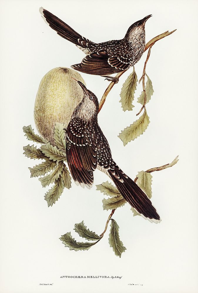 Brush Wattle Bird (Anthochaera mellivora) illustrated by Elizabeth Gould (1804&ndash;1841) for John Gould&rsquo;s (1804…