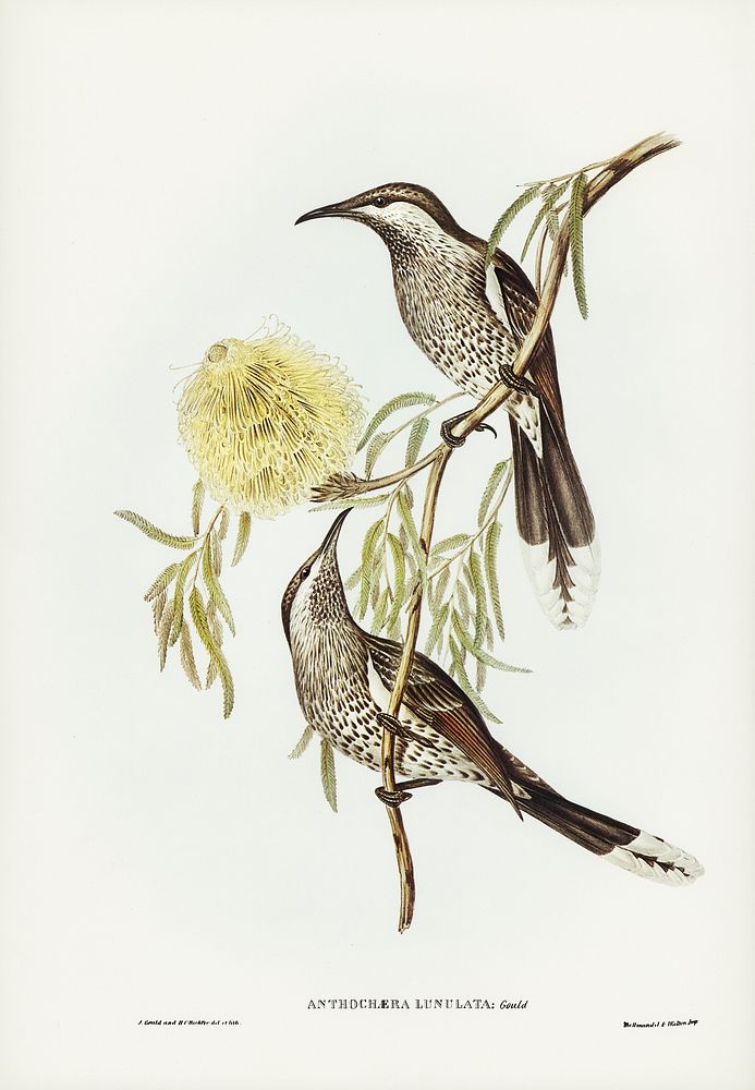 Lunulated Wattle Bird (Anthochaera lunulata) illustrated by Elizabeth Gould (1804&ndash;1841) for John Gould&rsquo;s (1804…