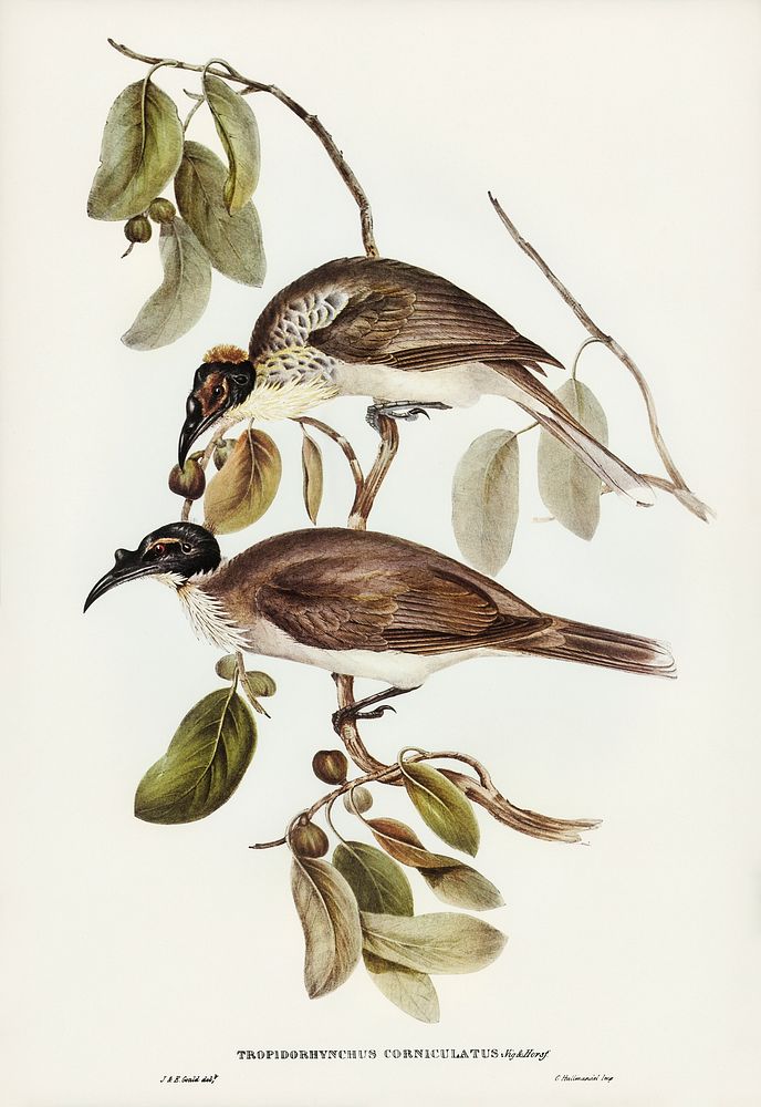 Friar Bird (Tropidorhynchus corniculatus) illustrated by Elizabeth Gould (1804&ndash;1841) for John Gould&rsquo;s (1804…