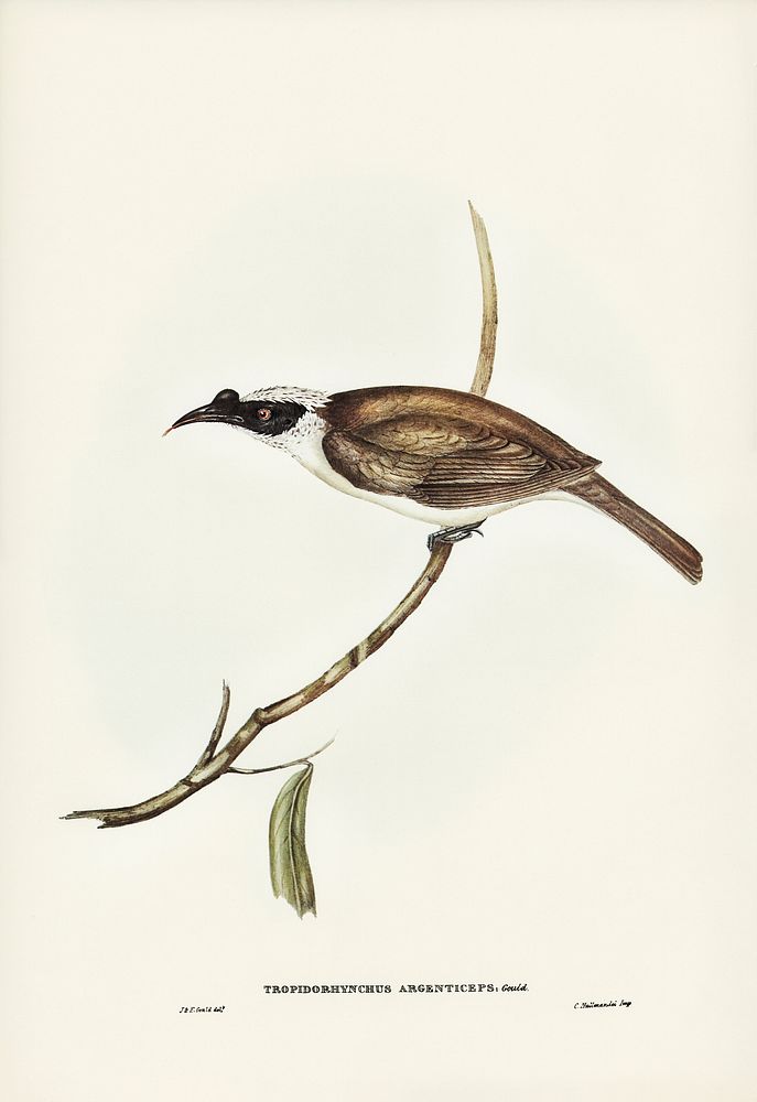 Silvery-crowned Friar Bird (Tropidorhynchus argenticeps) illustrated by Elizabeth Gould (1804&ndash;1841) for John…