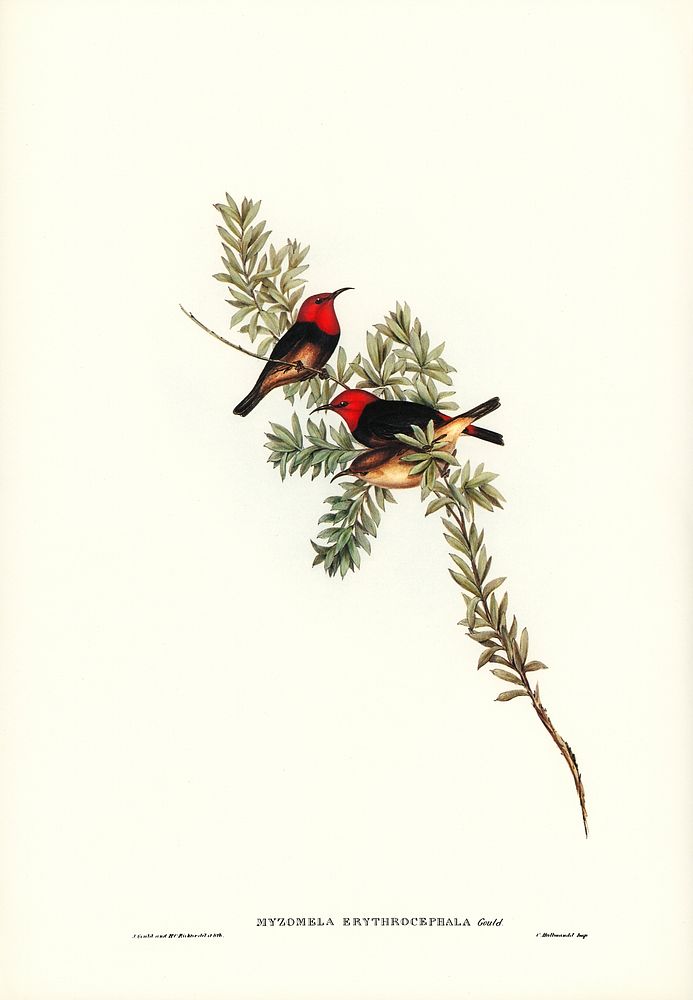 Red-headed Honey-eater (Myzomela erythrocephala) illustrated by Elizabeth Gould (1804&ndash;1841) for John Gould&rsquo;s…