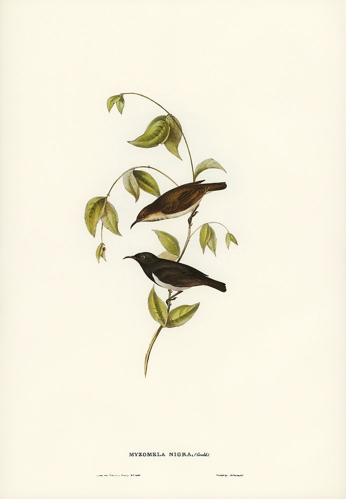 Black Honey-eater (Myzomela nigra) illustrated by Elizabeth Gould (1804&ndash;1841) for John Gould&rsquo;s (1804-1881) Birds…