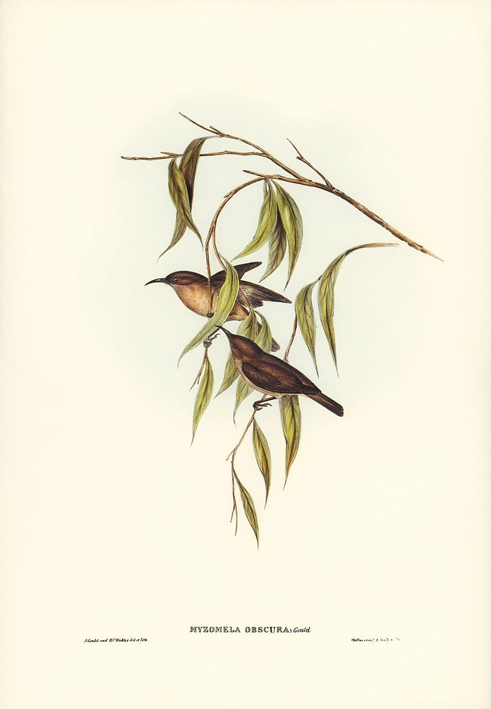 Obscure Honey-eater (Myzomela obscura) illustrated by Elizabeth Gould (1804&ndash;1841) for John Gould&rsquo;s (1804-1881)…