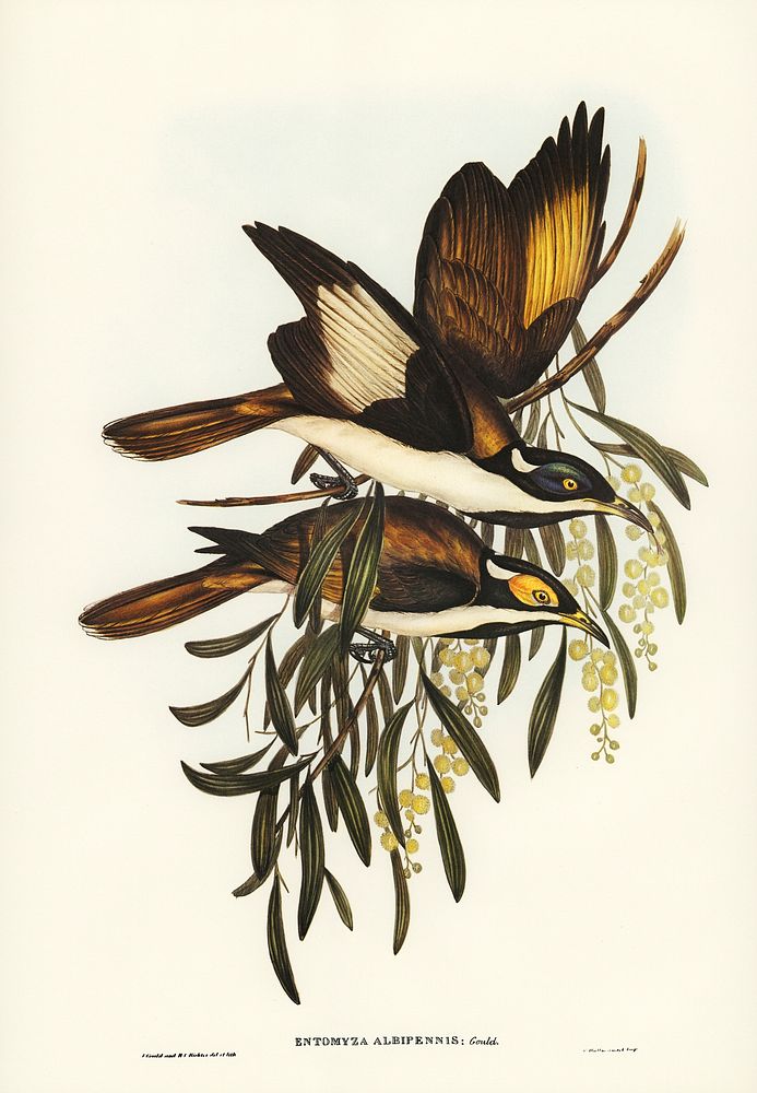 White-pinioned Honey-eater (Entomyza albipennis) illustrated by Elizabeth Gould (1804&ndash;1841) for John Gould&rsquo;s…
