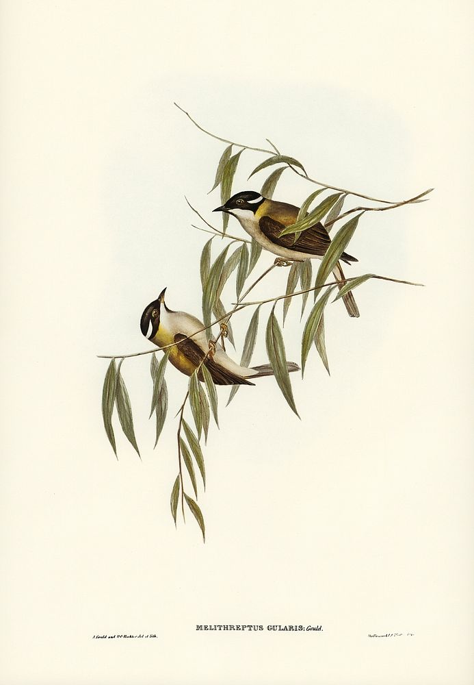 Black-throated Honey-eater (Melithreptus gularis) illustrated by Elizabeth Gould (1804&ndash;1841) for John Gould&rsquo;s…
