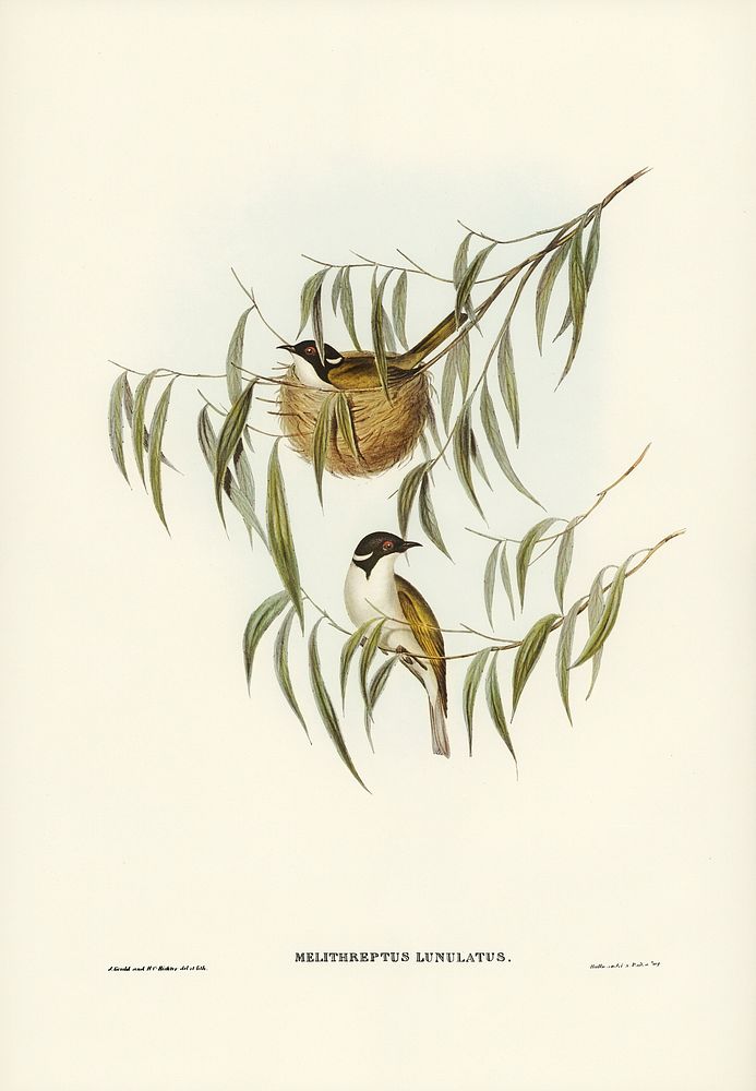 Lunulated Honey-eater (Melithreptus lunulatus) illustrated by Elizabeth Gould (1804&ndash;1841) for John Gould&rsquo;s (1804…