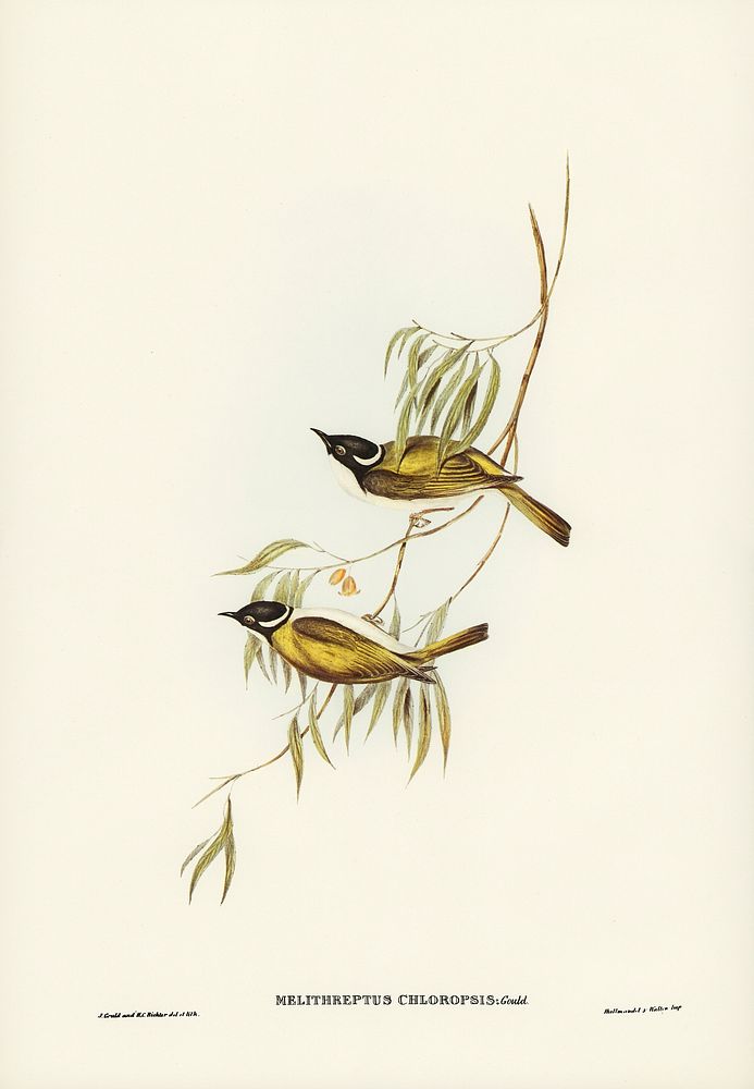 Swan River Honey-eater (Melithreptus chloropsis) illustrated by Elizabeth Gould (1804&ndash;1841) for John Gould&rsquo;s…