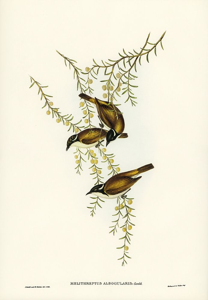 White-throated Honey-eater (Melithreptus albogularis) illustrated by Elizabeth Gould (1804&ndash;1841) for John…