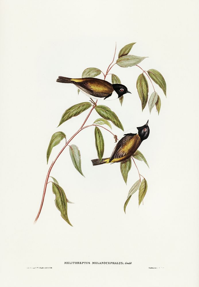 Black-headed Honey-eater (Melthreptus melanocephalus) illustrated by Elizabeth Gould (1804&ndash;1841) for John…
