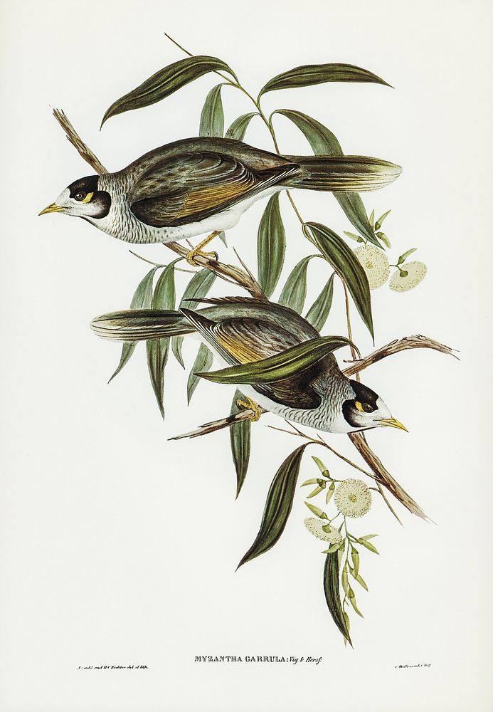 Garrulous Honey-eater (Myzantha garrula) illustrated by Elizabeth Gould (1804&ndash;1841) for John Gould&rsquo;s (1804-1881)…