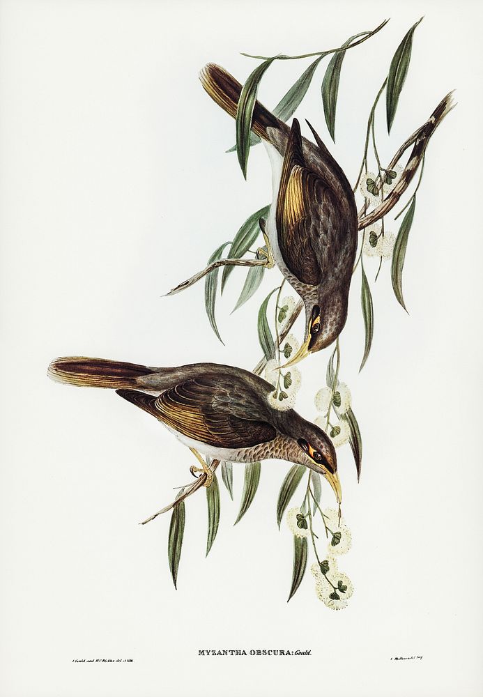 Sombre Honey-eater (Myzantha obscura) illustrated by Elizabeth Gould (1804&ndash;1841) for John Gould&rsquo;s (1804-1881)…