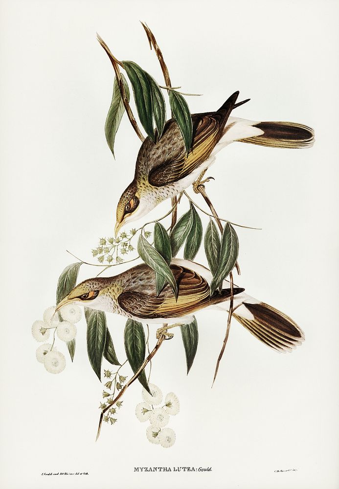 Luteous Honey-eater (Myzantha lutea) illustrated by Elizabeth Gould (1804&ndash;1841) for John Gould&rsquo;s (1804-1881)…