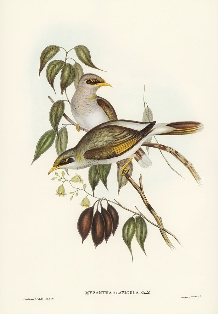 Yellow-throated Miner (Myzantha flavigula) illustrated by Elizabeth Gould (1804&ndash;1841) for John Gould&rsquo;s (1804…