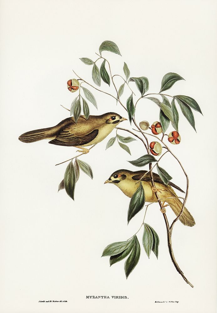 Australian Bell Bird (Myzantha melanophrys) illustrated by Elizabeth Gould (1804&ndash;1841) for John Gould&rsquo;s (1804…
