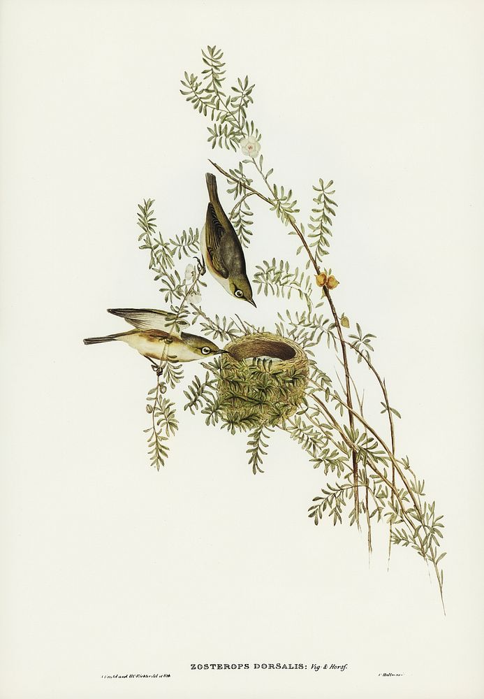 Gray-backed Zosterops (Zosterops dorsalis) illustrated by Elizabeth Gould (1804&ndash;1841) for John Gould&rsquo;s (1804…