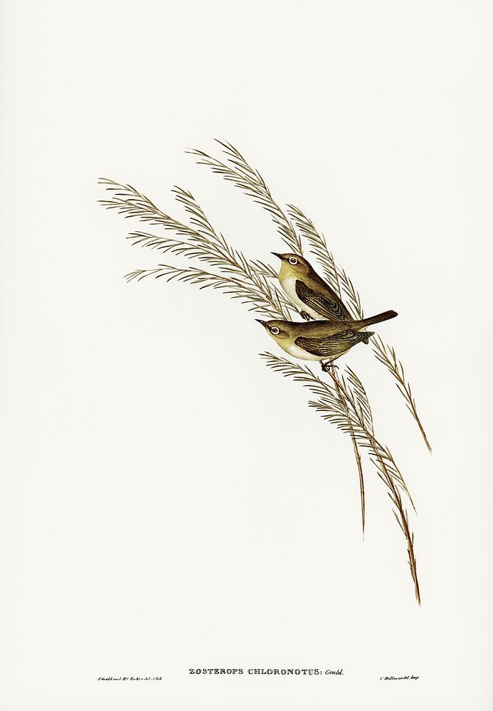 Green-backed Zosterops (Zosterops chloronotus) illustrated by Elizabeth Gould (1804&ndash;1841) for John Gould&rsquo;s (1804…