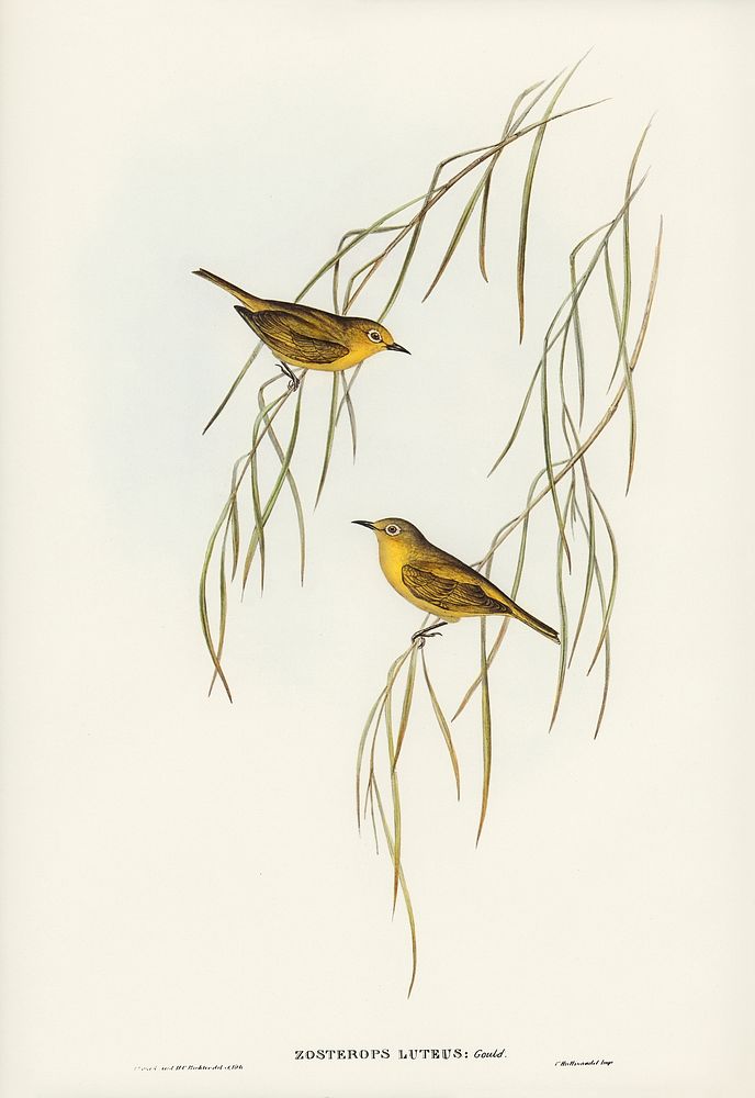 Yellow Zosterops (Zosterops lutcus) illustrated by Elizabeth Gould (1804&ndash;1841) for John Gould&rsquo;s (1804-1881)…