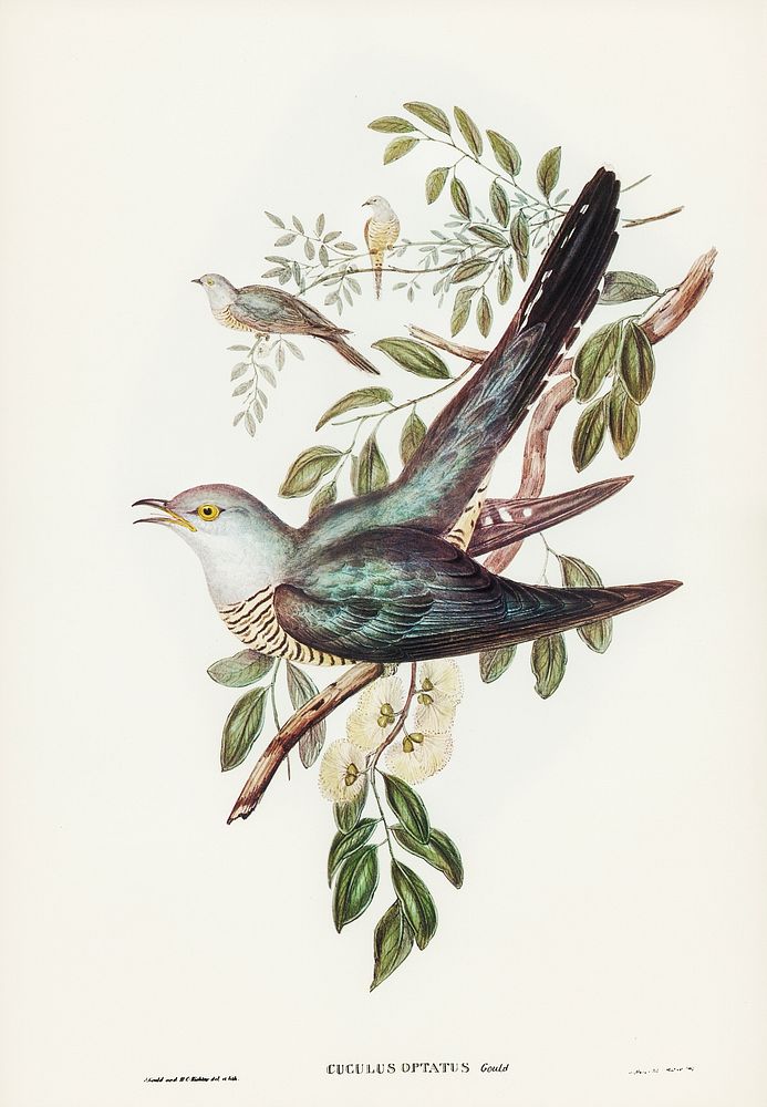 Australian Cuckoo (Cuculus optatus)illustrated by Elizabeth Gould (1804&ndash;1841) for John Gould&rsquo;s (1804-1881) Birds…