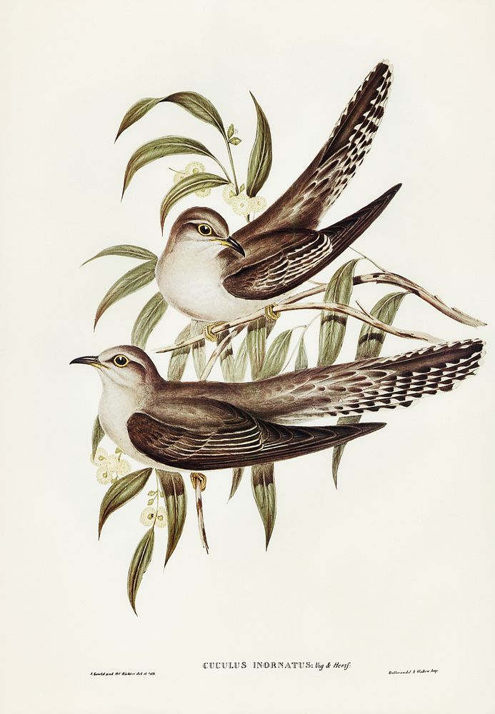 Unadorned Cuckoo (Cuculus inornatus) illustrated by Elizabeth Gould (1804&ndash;1841) for John Gould&rsquo;s (1804-1881)…