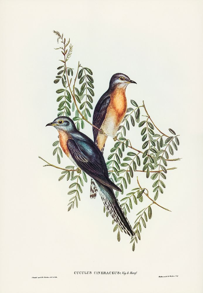 Ash-coloured Cuckoo (Cuculus cineraceus) illustrated by Elizabeth Gould (1804&ndash;1841) for John Gould&rsquo;s (1804-1881)…