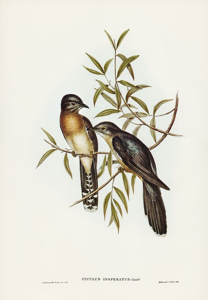 Brush Cuckoo (Cuculus insperatus) illustrated by Elizabeth Gould (1804&ndash;1841) for John Gould&rsquo;s (1804-1881) Birds…