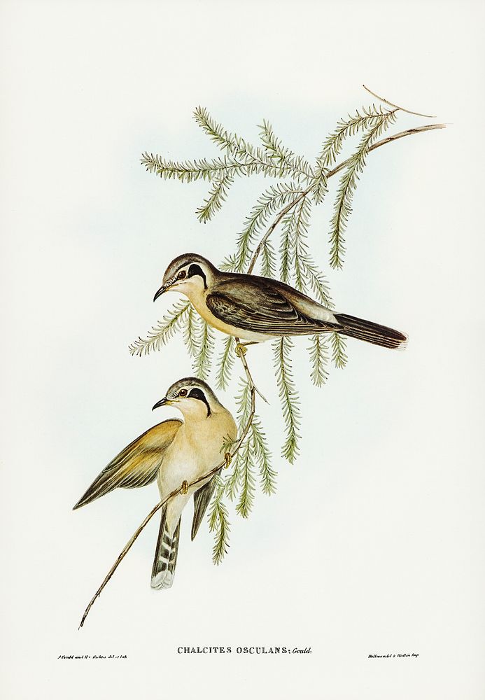 Black-eared Cuckoo (Chalcites osculans) illustrated by Elizabeth Gould (1804&ndash;1841) for John Gould&rsquo;s (1804-1881)…