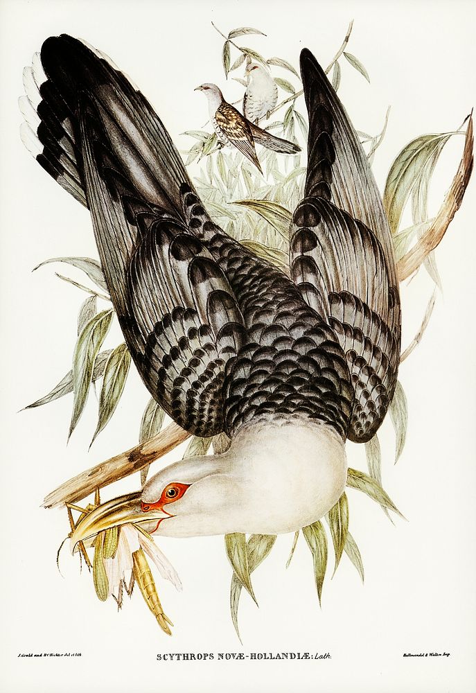 Channel Bill Cuckoo (Scythrops Novae-Hollandiae) illustrated by Elizabeth Gould (1804&ndash;1841) for John Gould&rsquo;s…