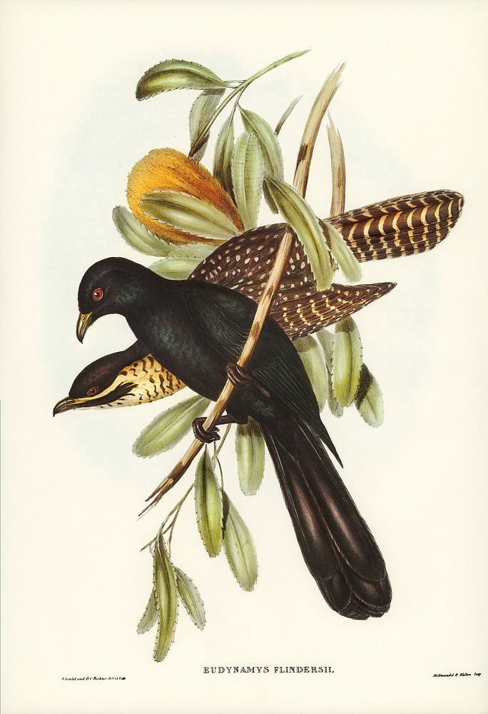 Flinder's Cuckoo (Eudynamys Flindersii) illustrated by Elizabeth Gould (1804&ndash;1841) for John Gould&rsquo;s (1804-1881)…