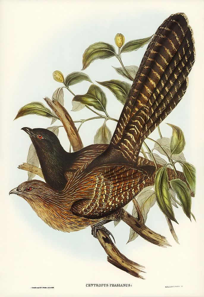 Pheasant Cuckoo (Centropus Phasianus) illustrated by Elizabeth Gould (1804&ndash;1841) for John Gould&rsquo;s (1804-1881)…