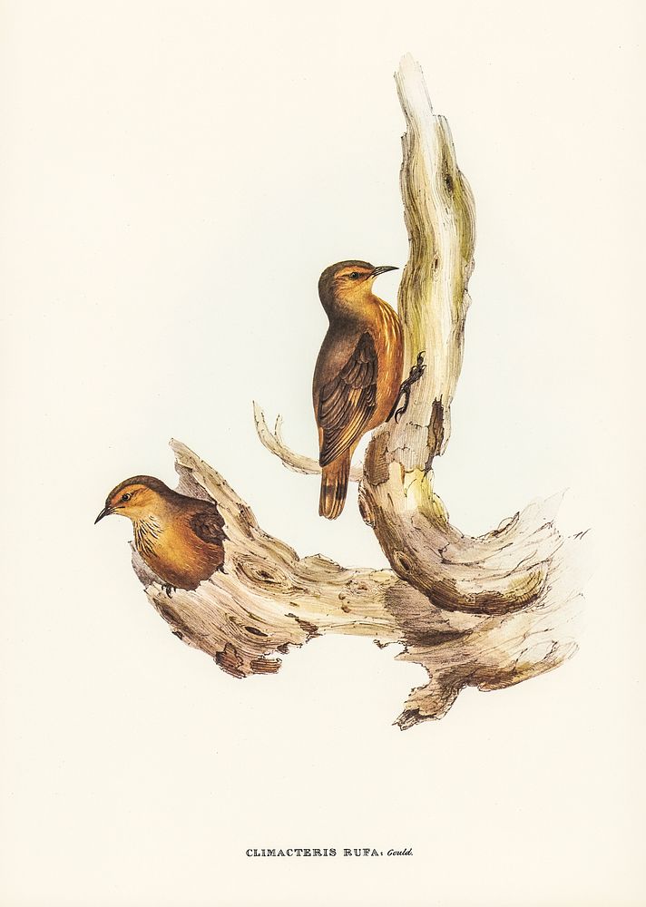 Rufous Tree-Creeper (Climacteris rufa) illustrated by Elizabeth Gould (1804&ndash;1841) for John Gould&rsquo;s (1804-1881)…