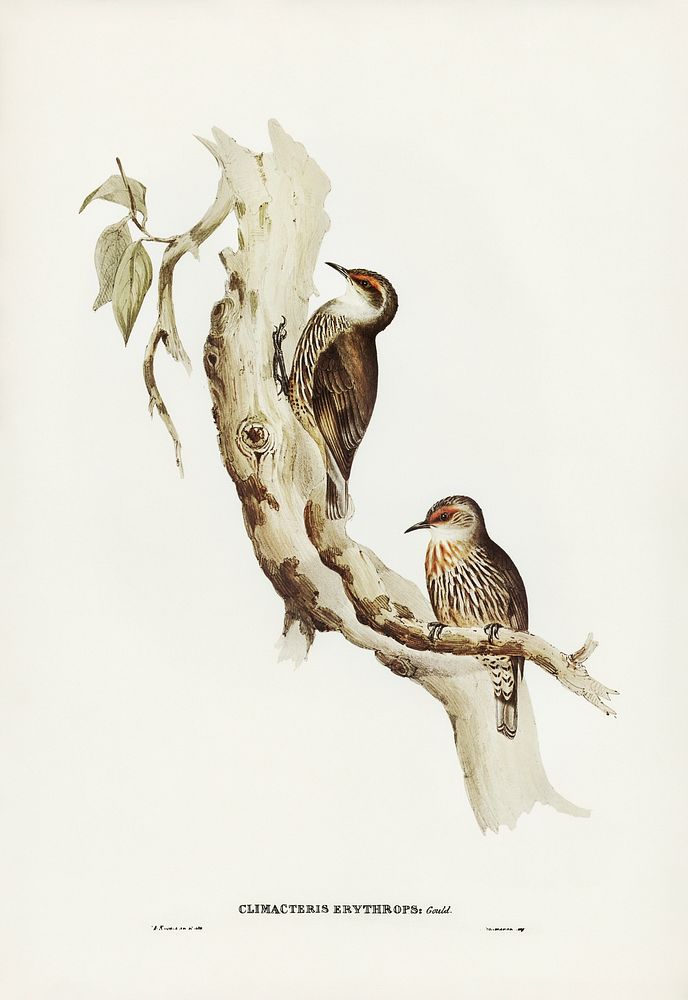 Red-eyebrowed Tree-Creeper (Climacteris crythrops) illustrated by Elizabeth Gould (1804&ndash;1841) for John Gould&rsquo;s…